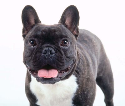 Bulldog francés