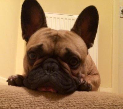 Bulldog francés